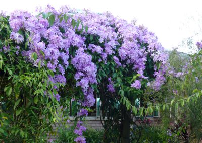 Brazilian Beauty Vine