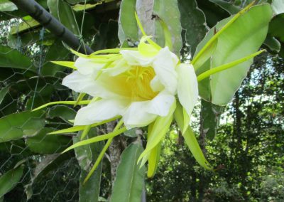 Dragonfruit flower