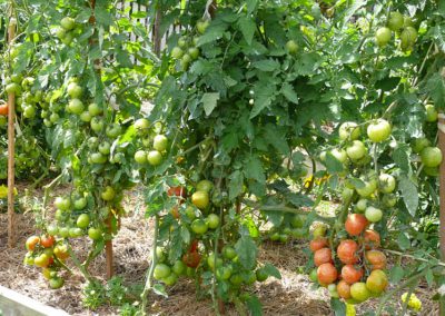 Tomato-crop1